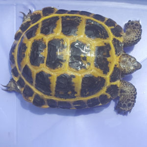 Russian Tortoise Juveniles and Adults - Image 3