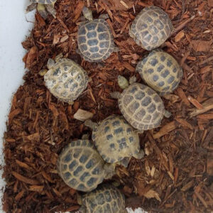 Russian Tortoise Juveniles and Adults - Image 6