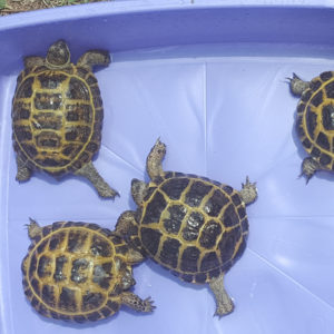 Russian Tortoise Juveniles and Adults - Image 4