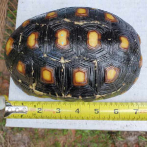 Adult Cherryhead Tortoise - Image 4