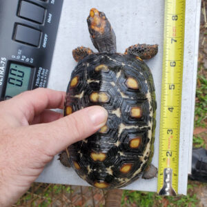 Adult Cherryhead Tortoise - Image 6