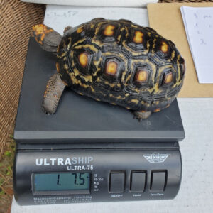 Adult Cherryhead Tortoise - Image 8