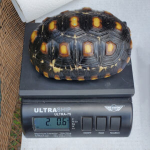 Adult Cherryhead Tortoise - Image 9