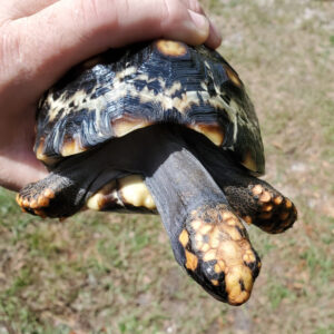 Adult Cherryhead Tortoise - Image 2
