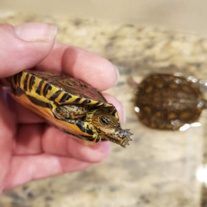 Central American Painted Wood turtle hatchlings - Image 2