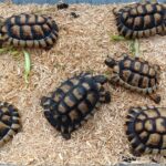 Marginated Tortoise juveniles