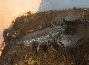 Emperor Scorpion Adults