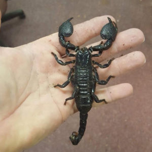 Emperor Scorpion Adults - Image 2
