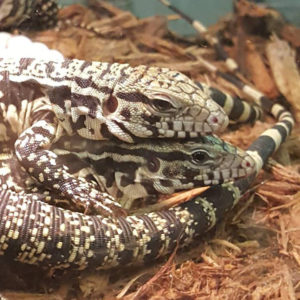 Black and White Argentine Tegu
