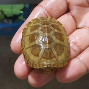 White Throat Mud turtle hatchling - Image 2