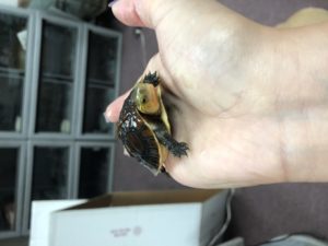 Chinese Box Turtle Hatchlings - Image 3