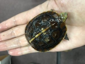 Chinese Box Turtle Hatchlings