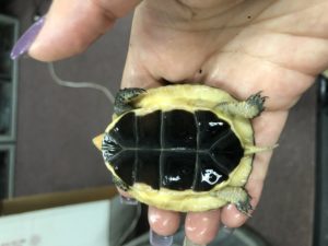 Chinese Box Turtle Hatchlings - Image 2