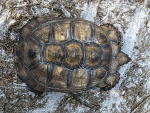 Adult Spur Thigh Tortoise - Image 2