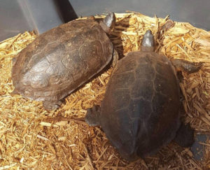 Black Wood Turtle Adult Pair - Image 2