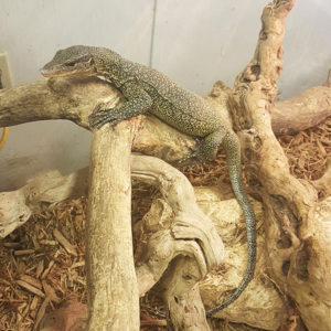 Solomon Island Water Monitor - Image 4