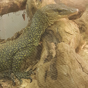 Solomon Island Water Monitor