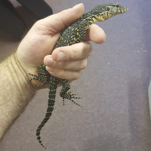 Sumatran water Monitor Hatchlings - Image 3