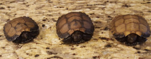 Burmese Mountain Black tortoise - Image 3