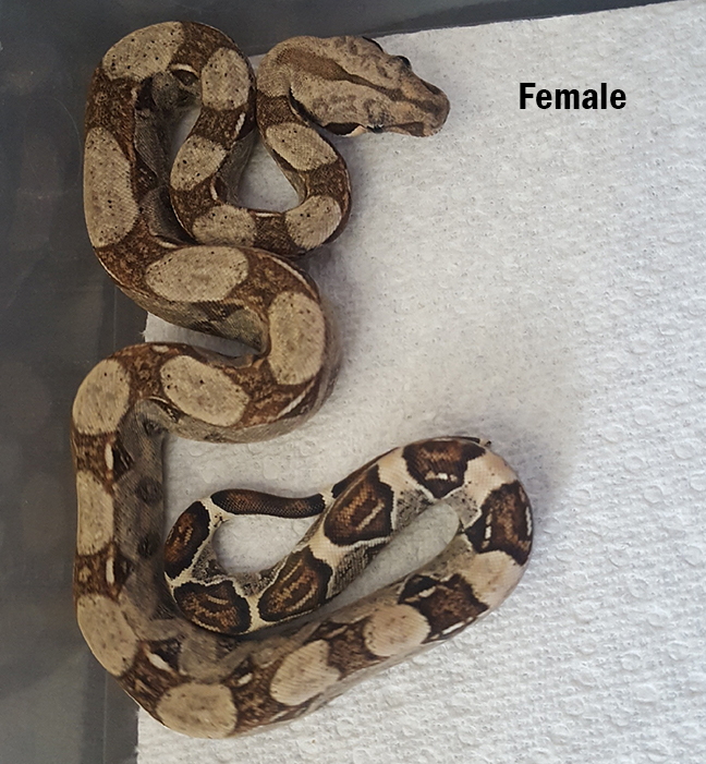 Adopted - Boa constrictor 'Colombian Boa Constrictor'- Hot