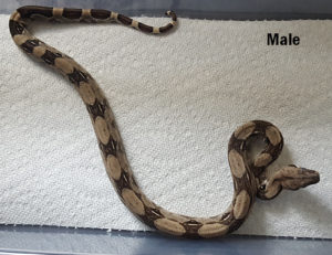 Common Columbian Boa - Image 2