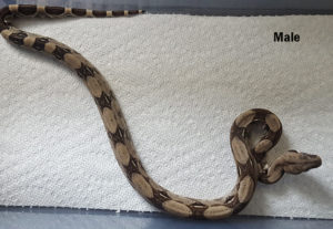 Common Columbian Boa - Image 3