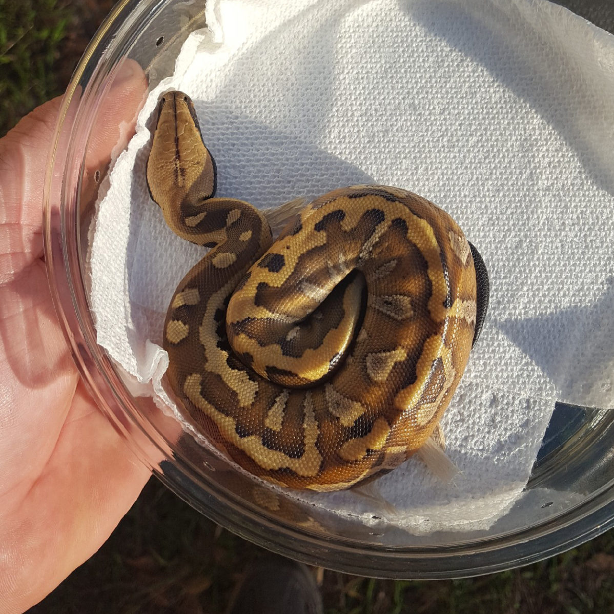 Bangka Blood Pythons Redfoot Ranch