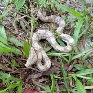 Hog Island Boa - Image 2