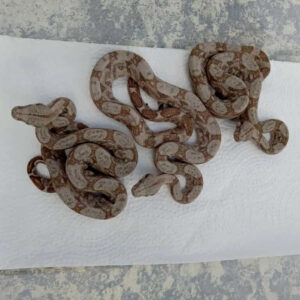 Hog Island Boa - Image 3