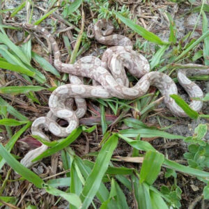 Hog Island Boa - Image 4