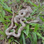 Hog Island Boa