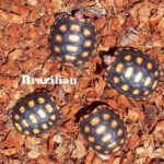CherryHead Jumbo Hatchling