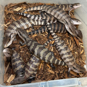 Blue Tongue Skink Hatchlings