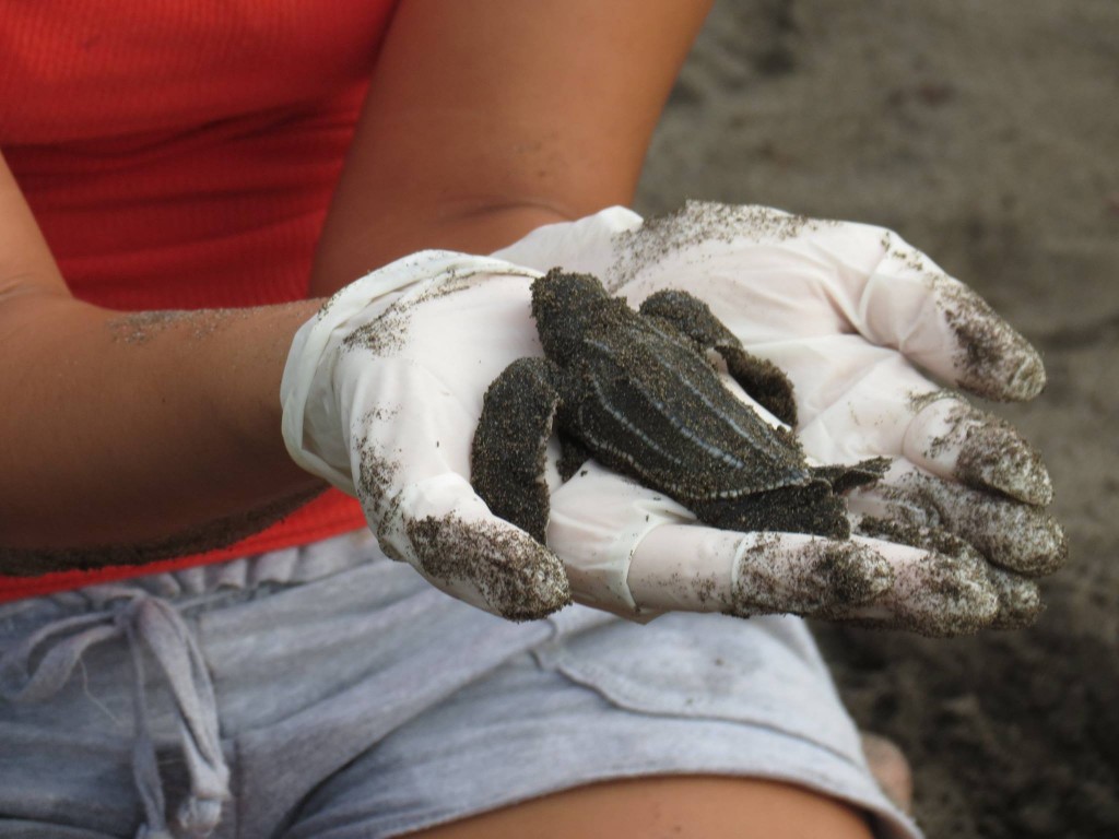 sea turtle volunteer