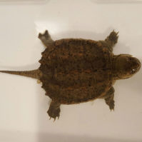 snapping-turtle-March-17