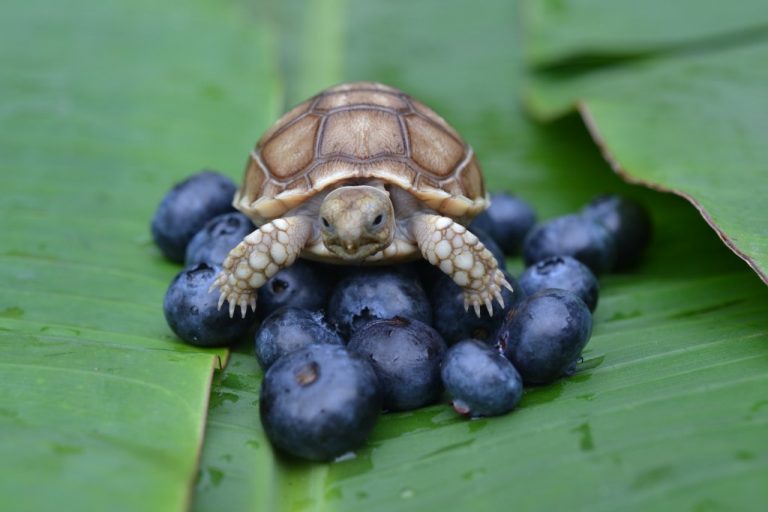 Tortoises With a Big Appetite