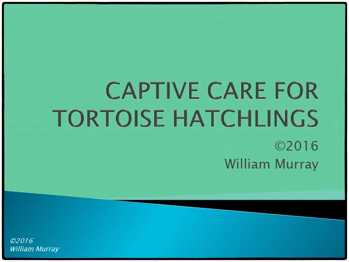 Tortoise Hatchling Care Guide