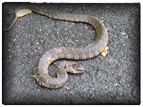 pennsylvania herping snake 1