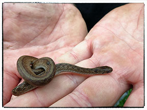 pennsylvania herping snake 5
