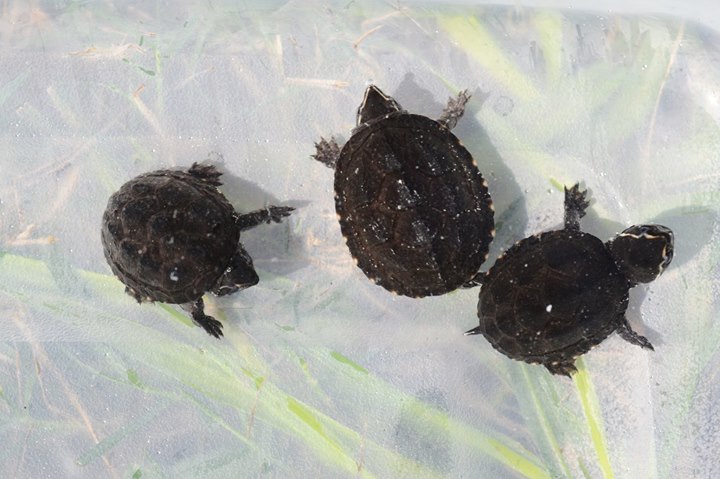 Stinkpot Turtle Hatchling