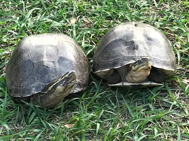 Asian Box turtle Adult Pair