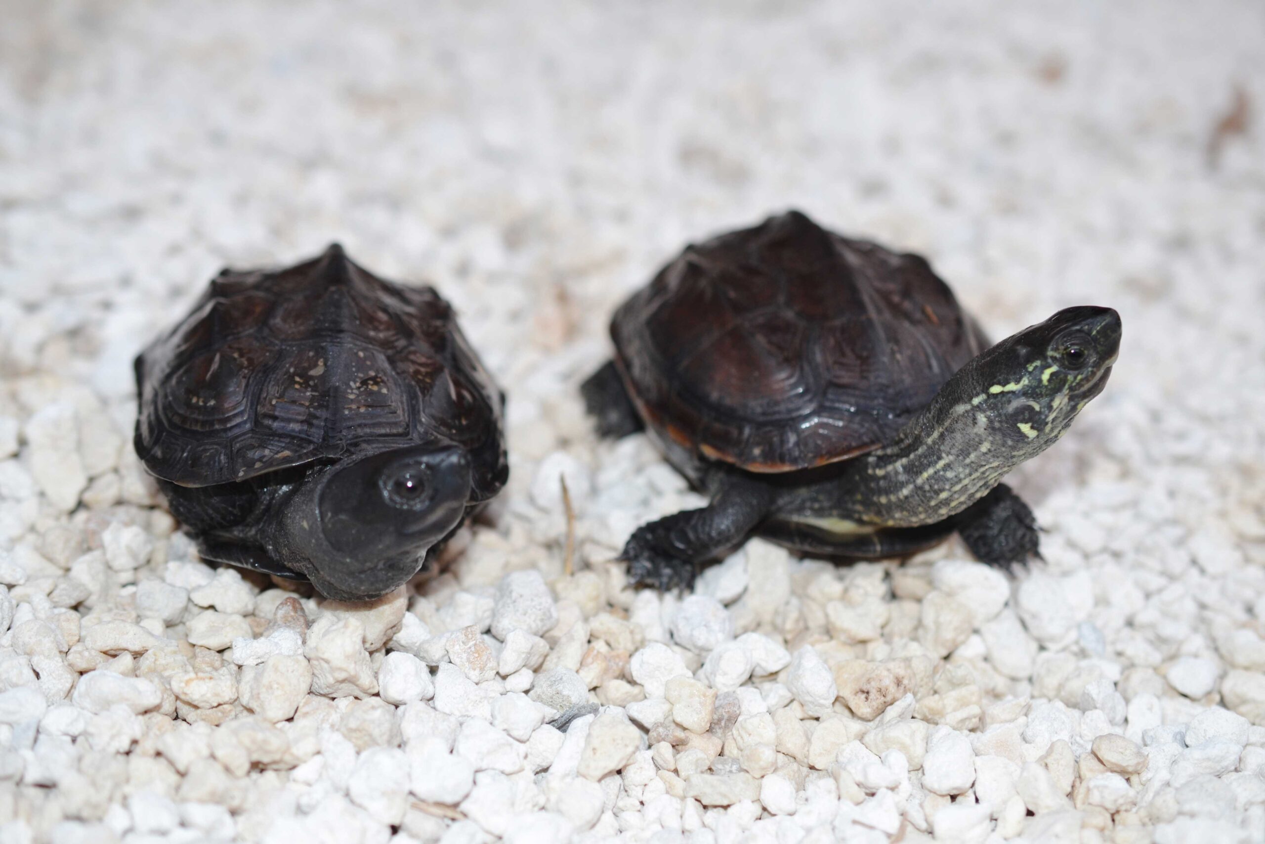 Chinese Broad-headed Pond turtle