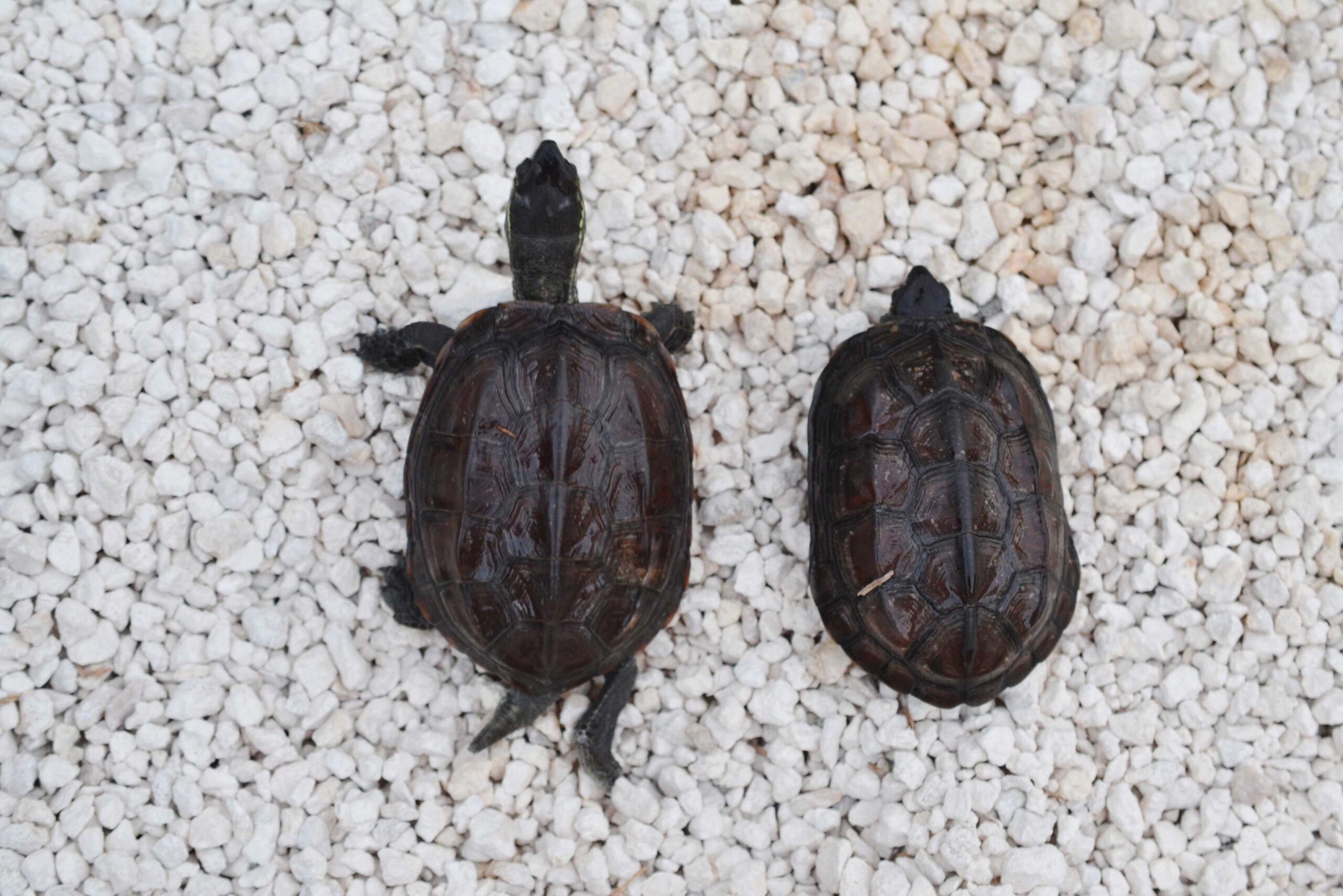 Chinese Broad-headed Pond turtle - Image 3
