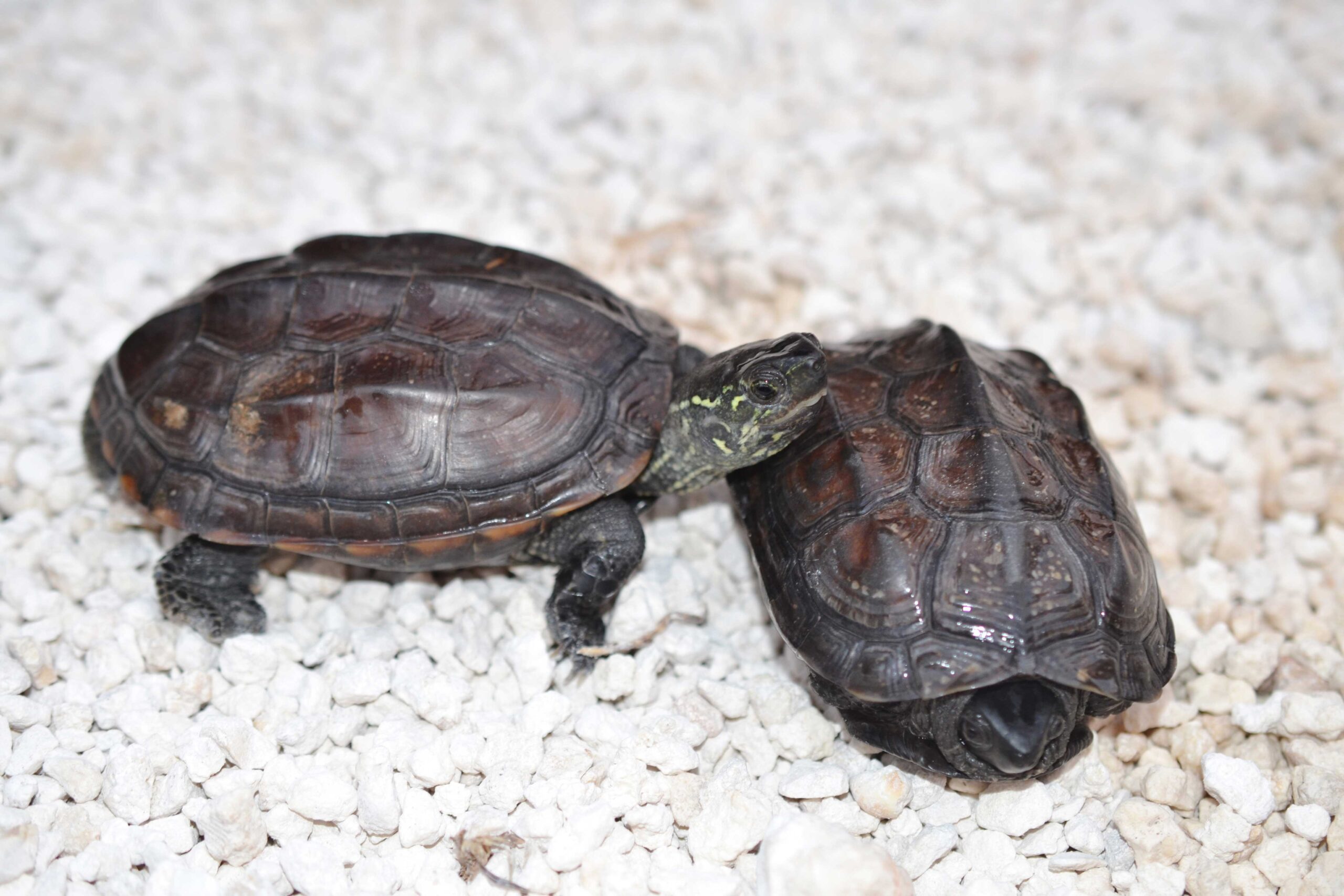 Chinese Broad-headed Pond turtle - Image 2