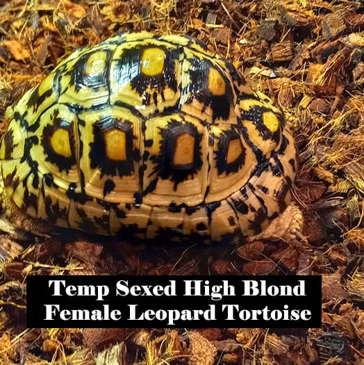 leopard high blond 2