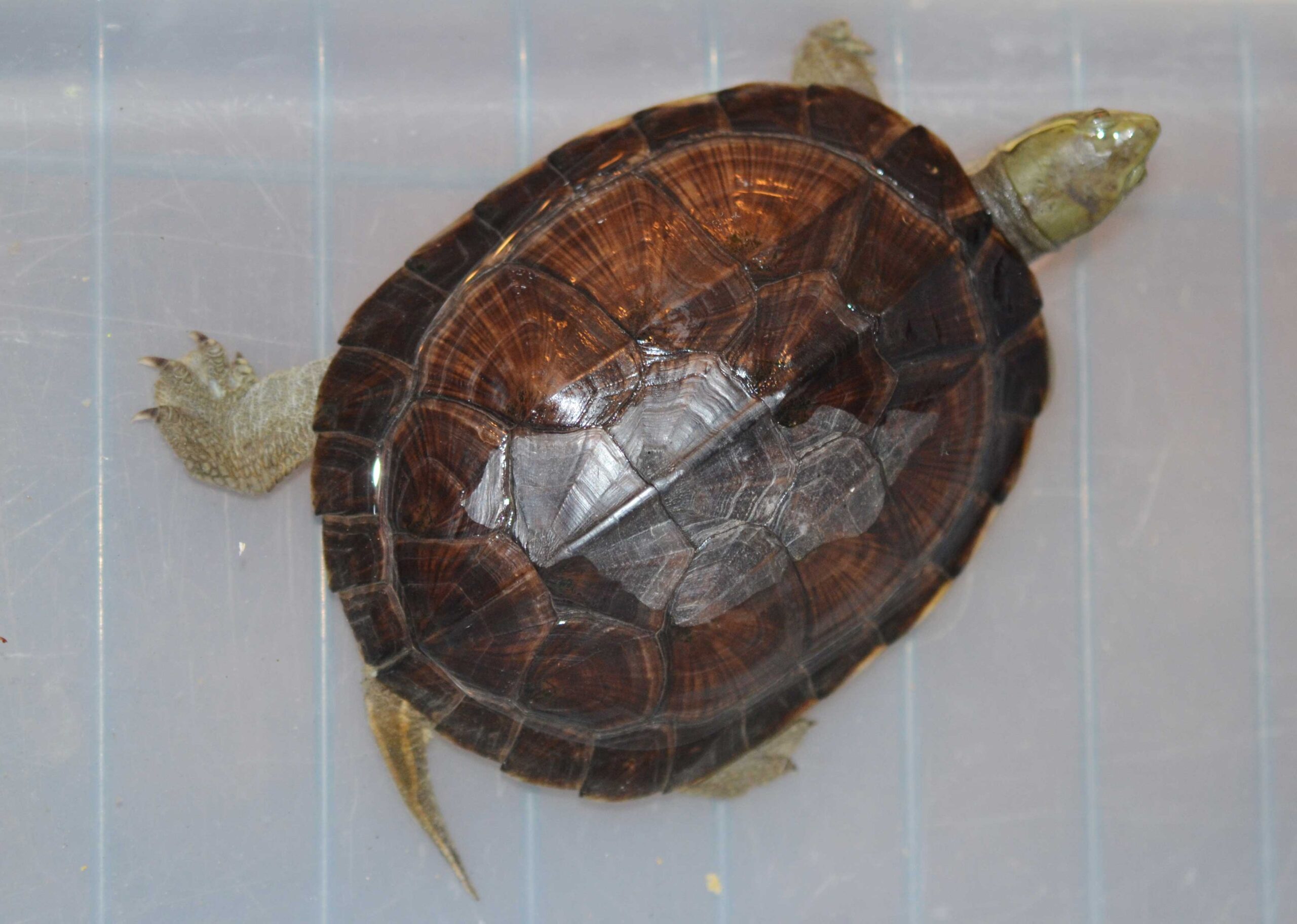 Yellow Pond turtle - Image 3
