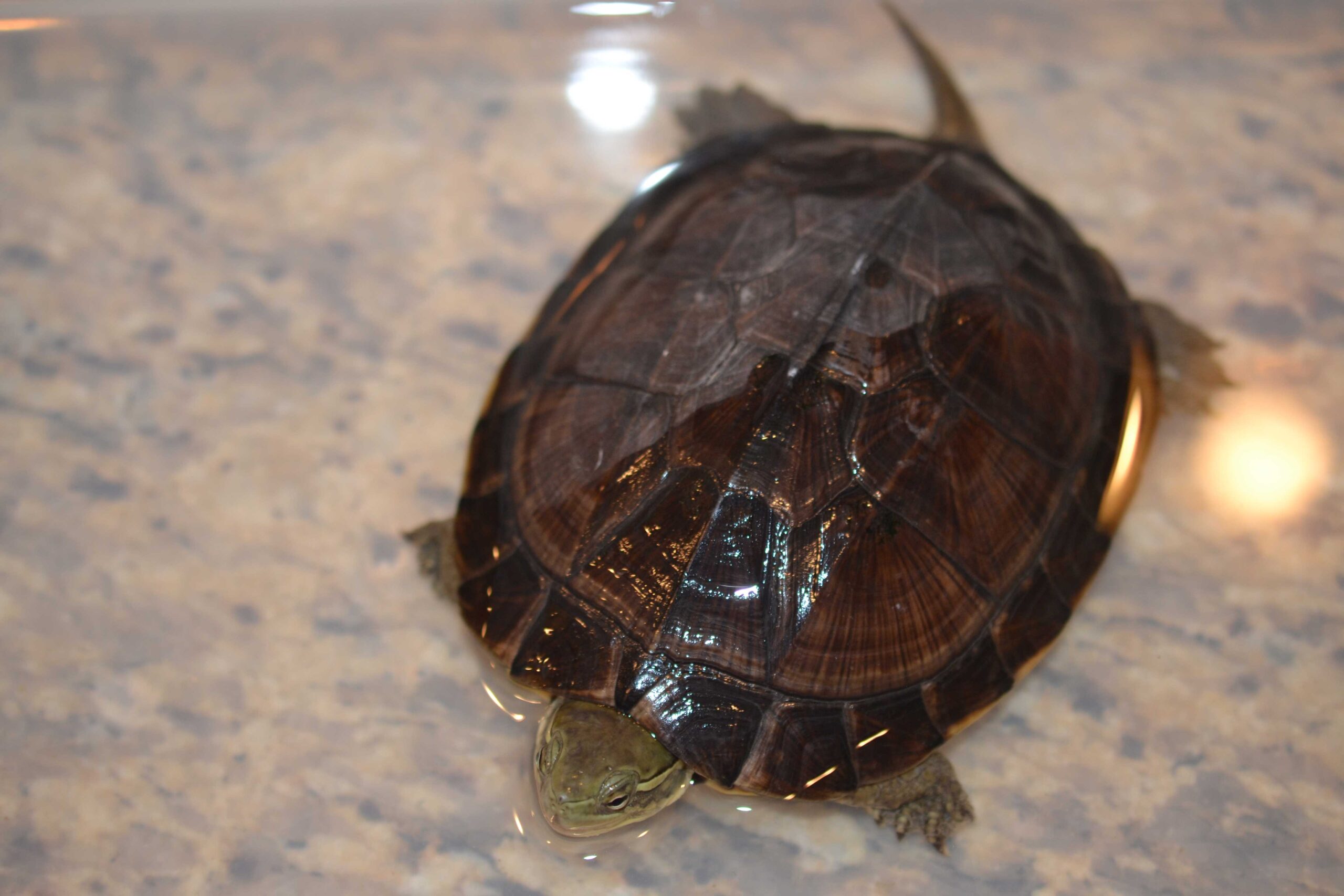 Yellow Pond turtle - Image 2