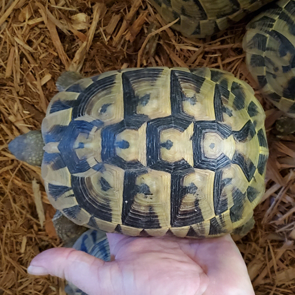 Hermanns Tortoise Adults