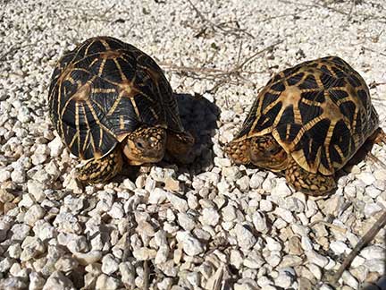 Indian Star Tortoise Pair