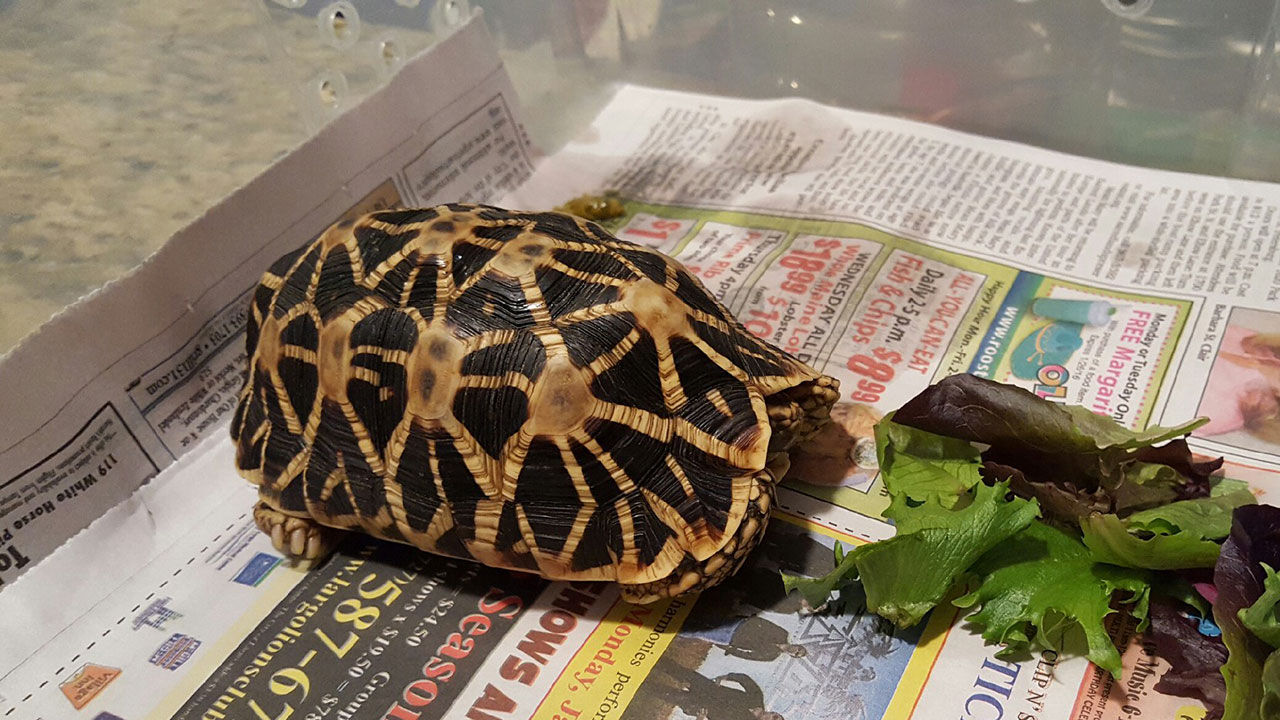 Indian Star Tortoise Pair - Image 2